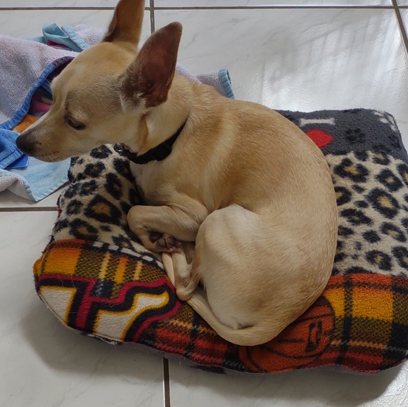 NWOT Dog bed new 26x32x5 xlarge handmade - Picture 5 of 5